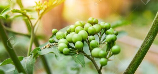 Aubergine Sauvage Cancer de Sein, Remède Naturel Cancer de Sein
