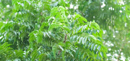 Azadirachta indica ( Neem)