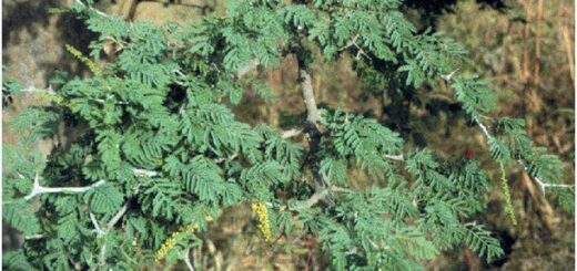 Remède Naturel de la gynécomastie
