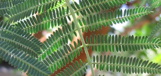 Acacia Seyal Infertilité Féminine