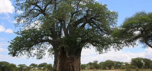 Bienfaits de Adansonia digitata