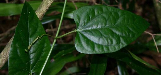 Bienfaits de Adenia lobata