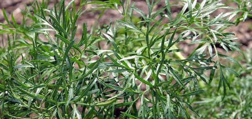 Hydrosalpinx remède naturel