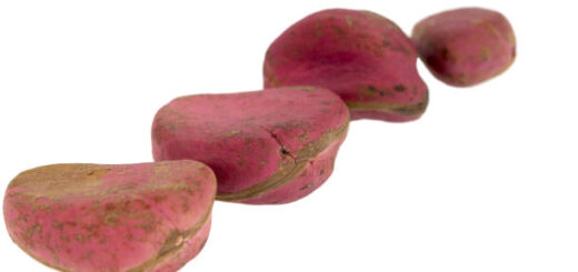 Bienfaits de Cola Acuminata