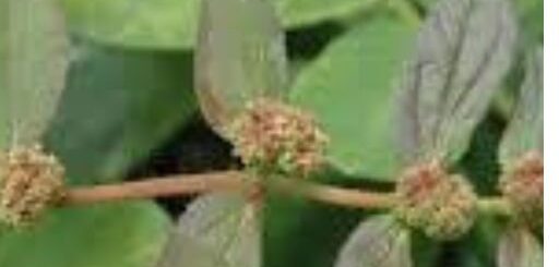 Les Bienfaits Du Euphorbia hirta , Hémiplégique Traitement Naturel