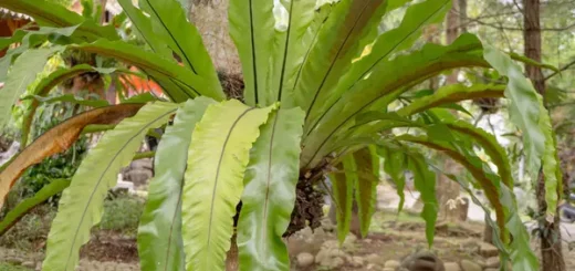 Plante pour soigner le cancer du sein