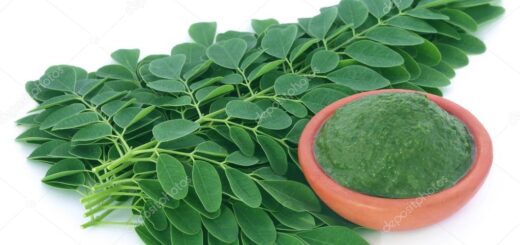 Spiruline bio plante de vie