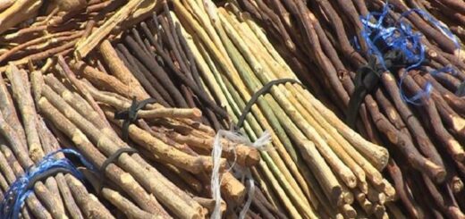 Plante Médicinale Pour Agrandir le Pénis