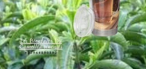 Les Bienfaits Du Camellia sinensis
