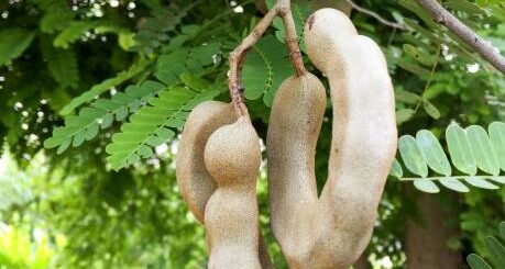 Les Bienfaitst du Tamarindus indica