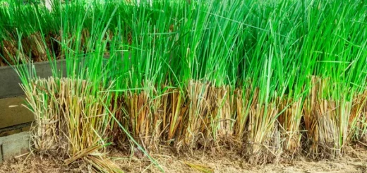 Les Vertus Vetiveria nigritana