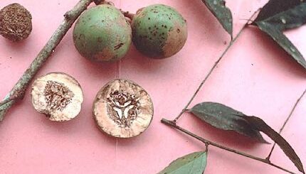 L'Afane Et Ses Utilisations