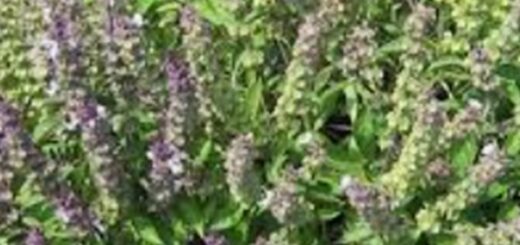 Ocimum basilicum et ses Bienfaits ( Basilic )