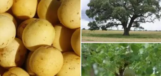 Sclerocarya birrea contre le Diabète