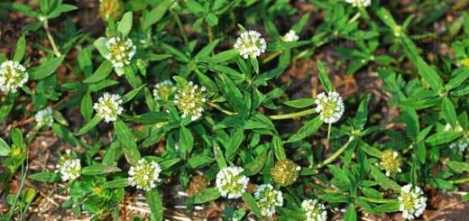 Borreria verticillata