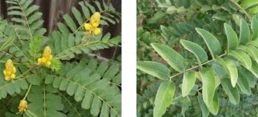 Cassia sieberiana ( Sindian des ivoiriens ) : Bienfaits