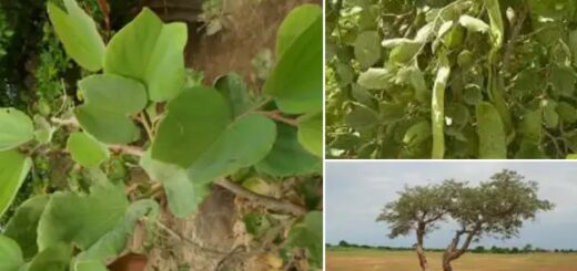 Piliostigma reticulatum : Clongbo en Goun