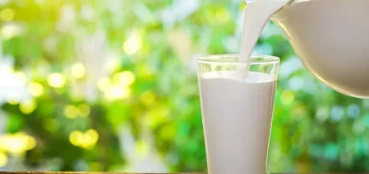 L'adulte et le lait
