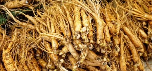 GINSENG