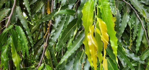 Veuve pleureuse Vertus: Bienfaits de Polyalthia longifolia ( faux Ashoka )