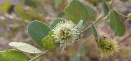 Guiera senegalensis et ses Bienfaits
