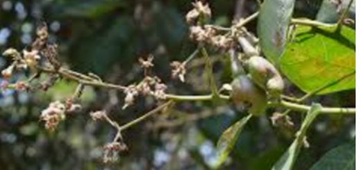 Anacardier : bienfaits