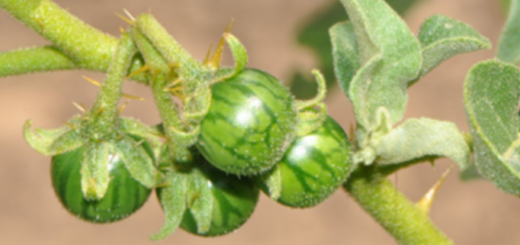 Aubergine sauvage : bienfaits pour la santé
