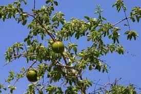 Les Vertus Du Vitex doniana