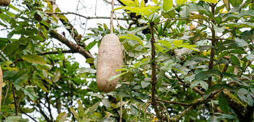 Kigelia Africana