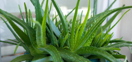 Aloe Vera Pour Développer le Pénis Rapidement