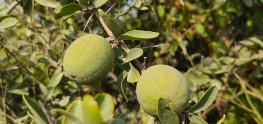 Balanites aegyptiaca