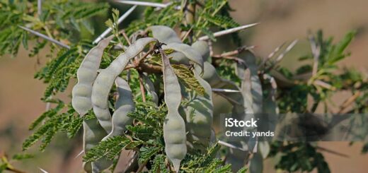 Acacia Nilotica, Nep Nep Plante Bien Aimée des Femmes