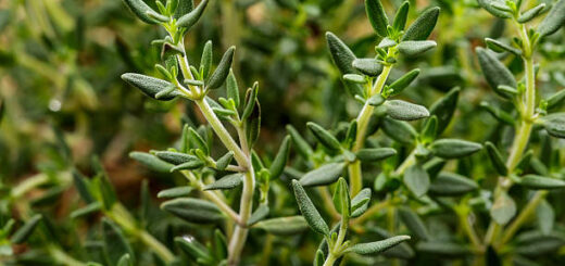 THYM BIENFAITS DU THYM PLANTE DE LUTTE CONTRE LES INFECTIONS