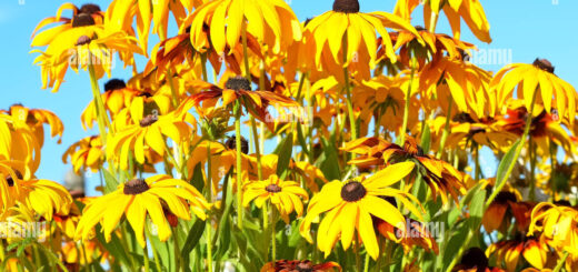 RUDBECKIE A FEUILLES ETROITES
