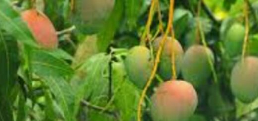 Mangifera indica : le manguier et ses bienfaits