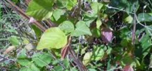 Moghania faginea : Bienfaits et Utilisations