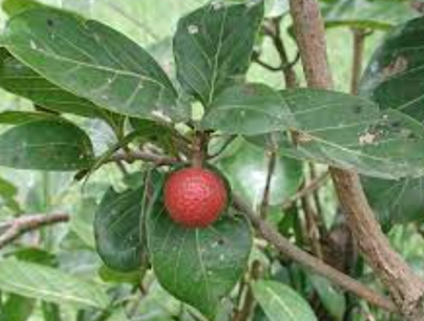 Nauclea latifolia : plante et vertus ( tramadol naturel)