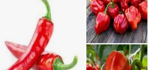 Capsicum frutescens : Bienfaits du Piment (petit piment )