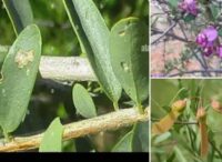 Tisane 208: Anémie Manque de sang Traitement naturel
