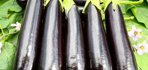 Fibrome Aubergine Sauvage Myome, Traitement Naturel Fibrome Myome