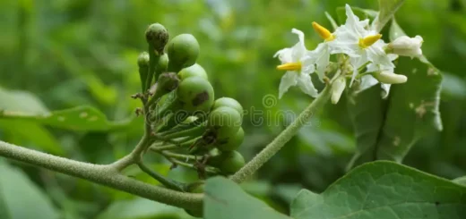 Traitement Naturel Fibrome Myome