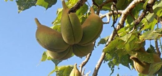 Sterculia Setigera et ses Bienfaits