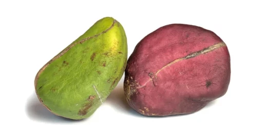 Noix de KOLA