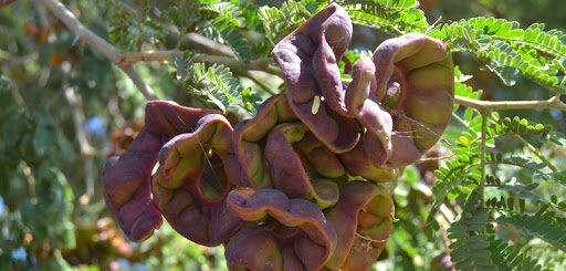 Acacia Albida: Puissant Aphrodisiaque Contre impuissance sexuelle