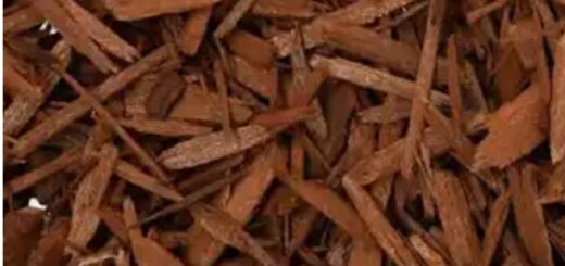 Corynanthe Yohimbe Puissant aphrodisiaque