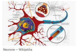 Neurone Traitement Naturel Maladie de Charcot