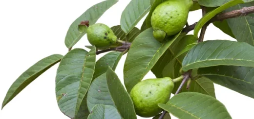 Vertus des Feuilles de Goyavier pour la Santé et la Beauté