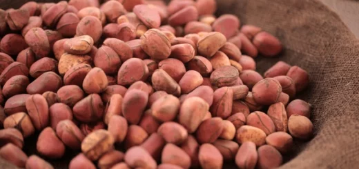 Voici 10 Raisons de Manger le Petit Cola ( Bitter Kola )