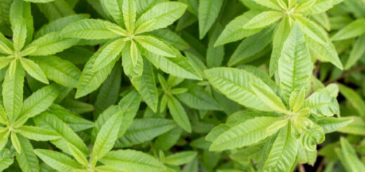 Les Vertus de la Verveine