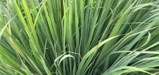 L'utilité de la citronnelle